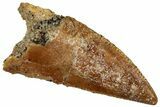 Serrated Raptor Tooth - Real Dinosaur Tooth #300956-1